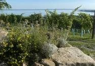 Csendes Dűlő Borterasz Badacsonyörs