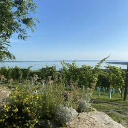 Csendes Dűlő Borterasz Badacsonyörs - Egyéb