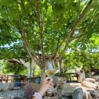 Csendes Dűlő Borterasz Badacsonyörs - Étel/ital