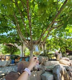 Csendes Dűlő Borterasz