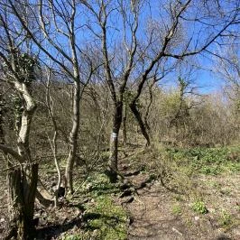 Csobánc-hegy, Gyulakeszi - Egyéb