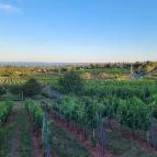 Jásdi Pince Borterasz Csopak - Egyéb