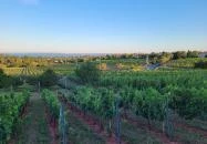 Jásdi Pince Borterasz Csopak