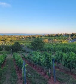 Jásdi Pince Borterasz