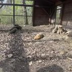 Körösvölgyi Állatpark Szarvas - Egyéb