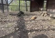 Körösvölgyi Állatpark Szarvas