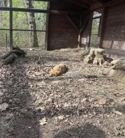 Körösvölgyi Állatpark