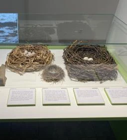 Körösvölgyi Állatpark