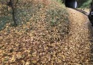 Széchenyi-hegyi Gyermekvasút Budapest