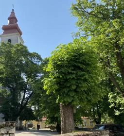 Sarlós Boldogasszony ferences kegytemplom