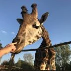 Xantus János Állatkert Győr Győr - Egyéb