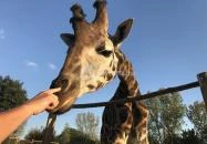 Xantus János Állatkert Győr Győr