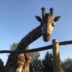 Xantus János Állatkert Győr Győr - Egyéb