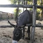 Xantus János Állatkert Győr Győr - Egyéb