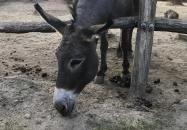 Xantus János Állatkert Győr Győr