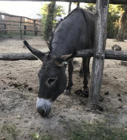 Xantus János Állatkert Győr