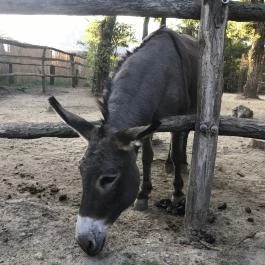 Xantus János Állatkert Győr Győr - Egyéb