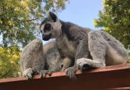 Xantus János Állatkert Győr Győr