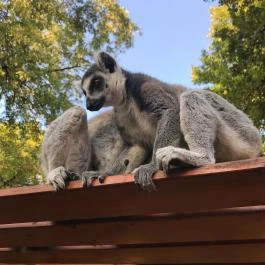 Xantus János Állatkert Győr Győr - Egyéb