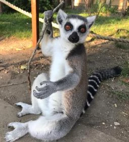 Xantus János Állatkert Győr