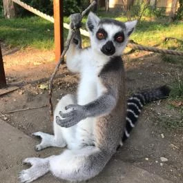 Xantus János Állatkert Győr Győr - Egyéb