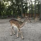 Xantus János Állatkert Győr Győr - Egyéb
