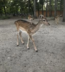 Xantus János Állatkert Győr
