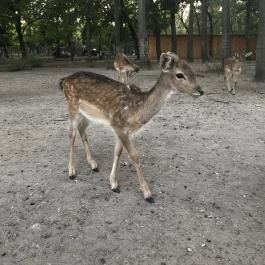 Xantus János Állatkert Győr Győr - Egyéb