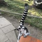 Xantus János Állatkert Győr Győr - Egyéb