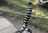 Xantus János Állatkert Győr Győr