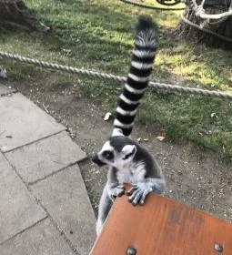 Xantus János Állatkert Győr