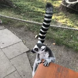 Xantus János Állatkert Győr Győr - Egyéb