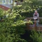 Aqua Hotel Kistelek Kistelek - Környék