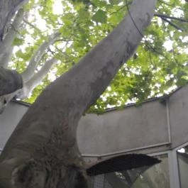 NaturMed Hotel Carbona Hévíz - Külső kép