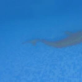 NaturMed Hotel Carbona Hévíz - Medence/kert