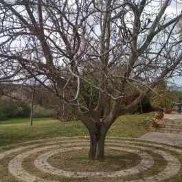 Konyári Pincészet Vendégháza, Balatonlelle - Medence/kert