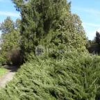 Vácrátóti Arborétum Vácrátót - 