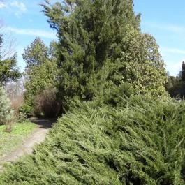 Vácrátóti Arborétum Vácrátót - Egyéb