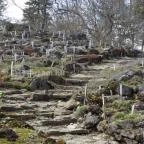 Vácrátóti Arborétum Vácrátót - 