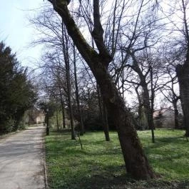 Vácrátóti Arborétum Vácrátót - Egyéb