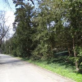 Vácrátóti Arborétum Vácrátót - Egyéb