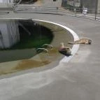 Pécsi Állatkert Pécs - 