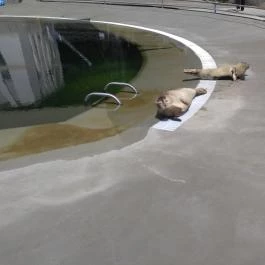 Pécsi Állatkert Pécs - Egyéb