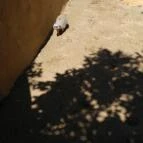 Pécsi Állatkert Pécs - 