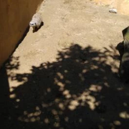 Pécsi Állatkert Pécs - Egyéb