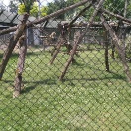 Pécsi Állatkert Pécs - Egyéb