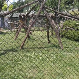 Pécsi Állatkert Pécs - Egyéb