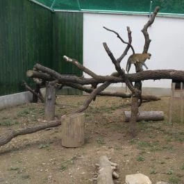 Pécsi Állatkert Pécs - Egyéb