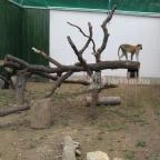 Pécsi Állatkert Pécs - 