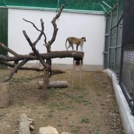 Pécsi Állatkert Pécs - Egyéb